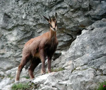 Chamois.jpg
