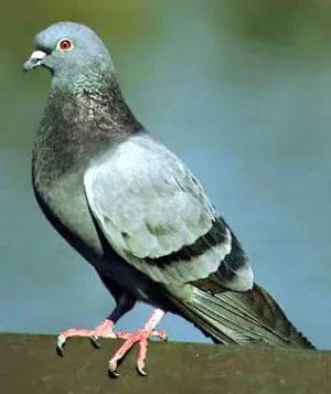 pigeon.jpg