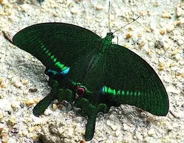 paris_peacock_butterfly_20080825.jpg