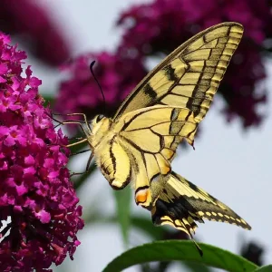 papillon-57.jpg