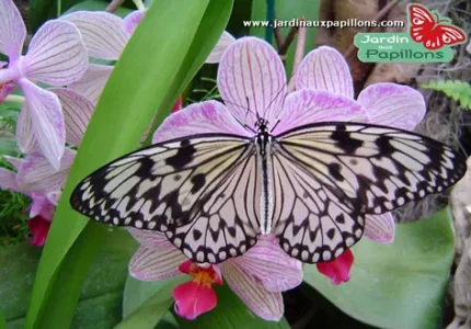 papillon_morbihan.jpg