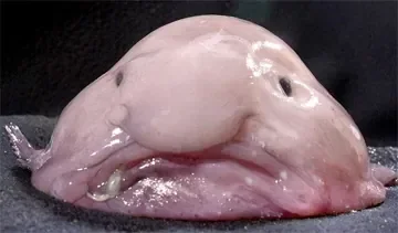 0126blobfish01.jpg