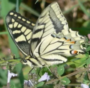 papillon.jpg