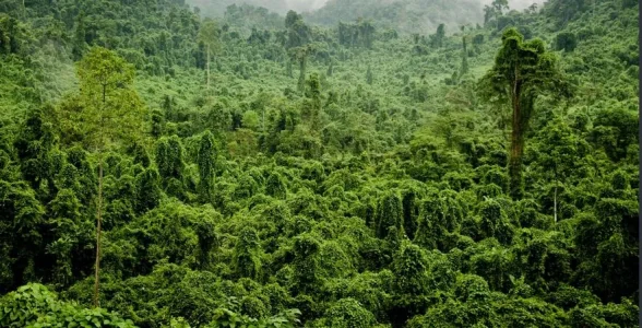 tropical_3.JPG