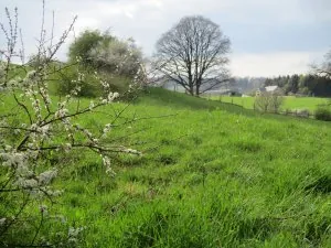 IMG_1996.JPG