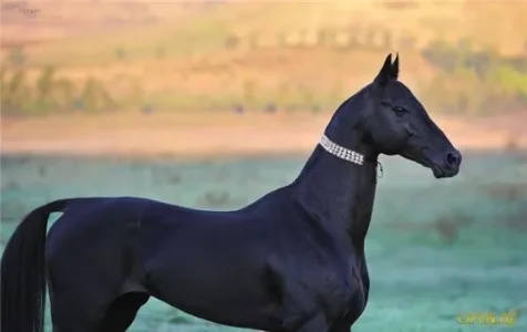 horse-dog.jpg