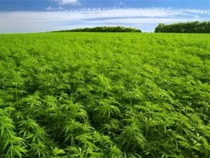 Champs de cannabis Rif.jpg