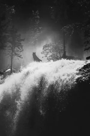 cascade-loup-nuit.jpg