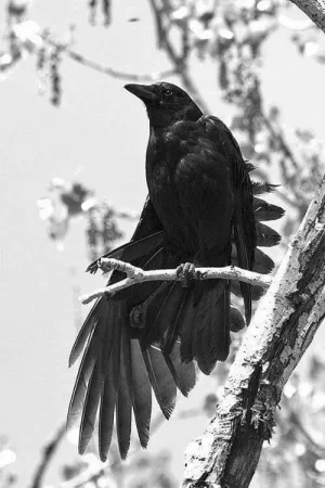 corbeau-bouleau-nb.jpg