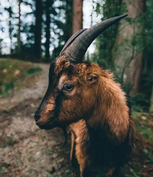 portrait-chevreau.jpg