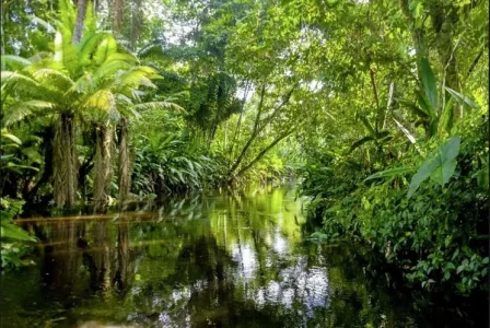 forettropical24.JPG