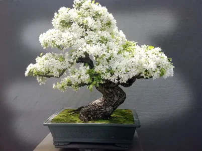 amazing-bonsai-trees-5.jpg