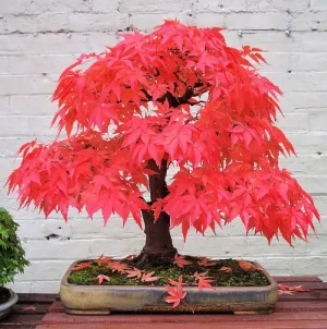 amazing-bonsai-trees-8.jpg