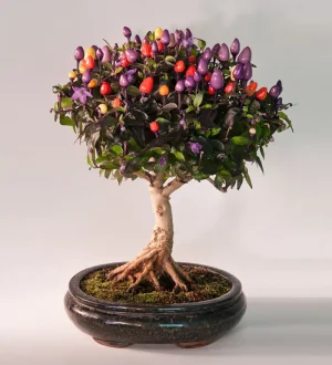 amazing-bonsai-trees-14.jpg