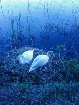 maman-et-papa-cygne-2.jpg