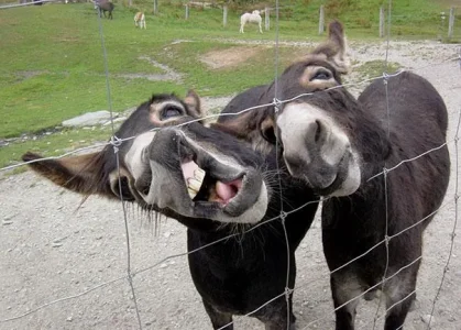 funny-derpy-animals-15.jpg