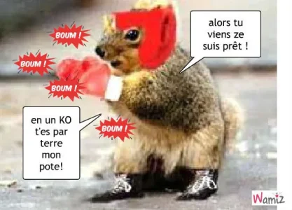 nouveau-boxeur-et-hop-au-tapis-51737.jpg