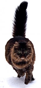 330px-Maine_Coon_cat_by_Tomitheos.jpg