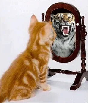 chatsyndrometigre.gif