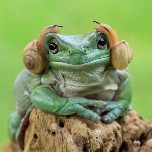 crapeau-escargots-oreilles.jpg