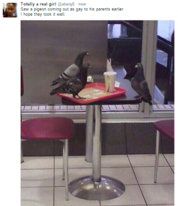 pigeons-au-fast-food.png