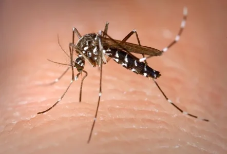 moustique-tigre-Centers-for-Disease-Control-and-Prevention-Wikimedia.jpg