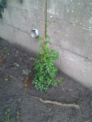 belgika 2017 jasmin.jpg