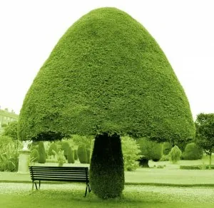 Arbre en forme de champignon.jpg
