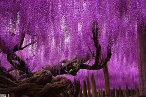 Glycine, Japon.jpg