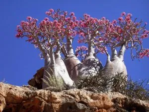 Arbres bouteille, Soccotra.jpg