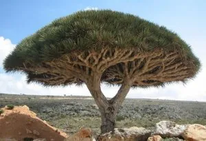 Arbre du dragon, Soccotra.jpg