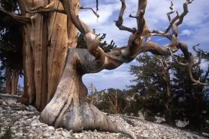 Les pins de Bristlecone sont les plus vieux arbres du monde.jpg