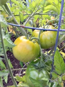 IMG_1589.JPG