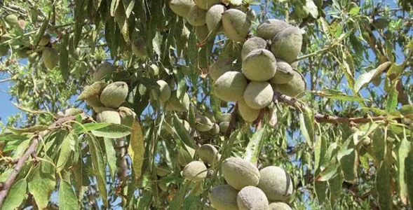 Amandier-maroc.jpg.pagespeed.ic.9kCGHJ7EBg.jpg