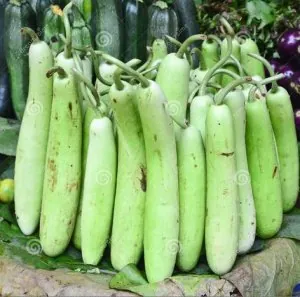 courgeindienne.JPG