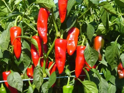 pimentespelette.jpg