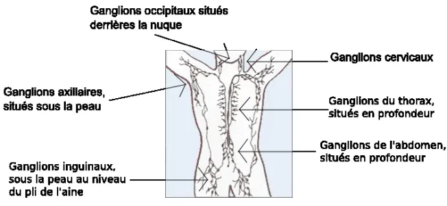 Zones_ganglions_principaux.png