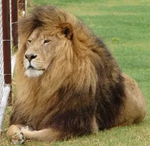 Atlas Lion.jpg