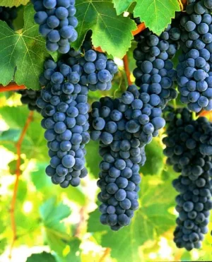 Syrah.jpg