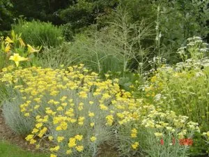 helichrysum_italicum.jpg