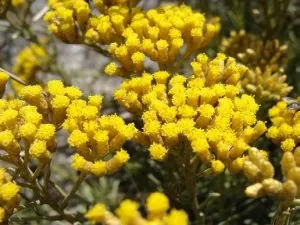 helichrysum-italicum-plante-curry.jpg