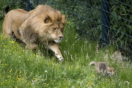 lion_and_fox.jpg