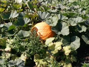 IMG_20170902_113352.jpg