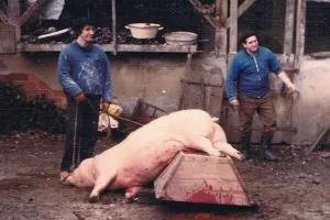 Tue-cochon-3c.jpg
