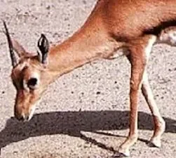 patte de gazelle.jpg