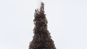 fourmis_tour.jpg