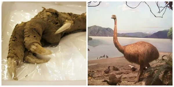 Oiseau géant Moa.jpg