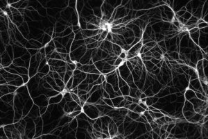 neurone1.jpg