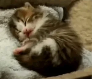 gif.petit_.chat_.201512-269.gif