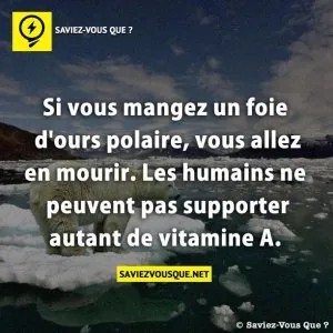 le foie d'ours polaire.jpg